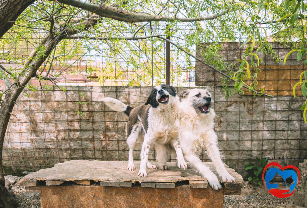 Rehabilitate 254 Traumatized Dogs for Adoption