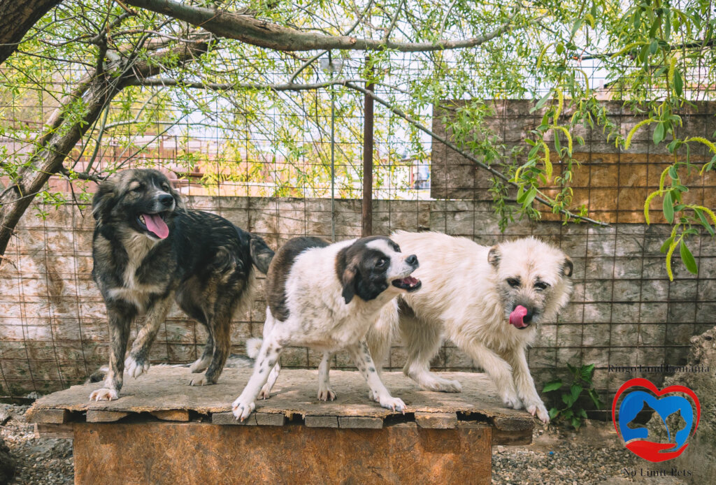 Rehabilitate 254 Traumatized Dogs for Adoption