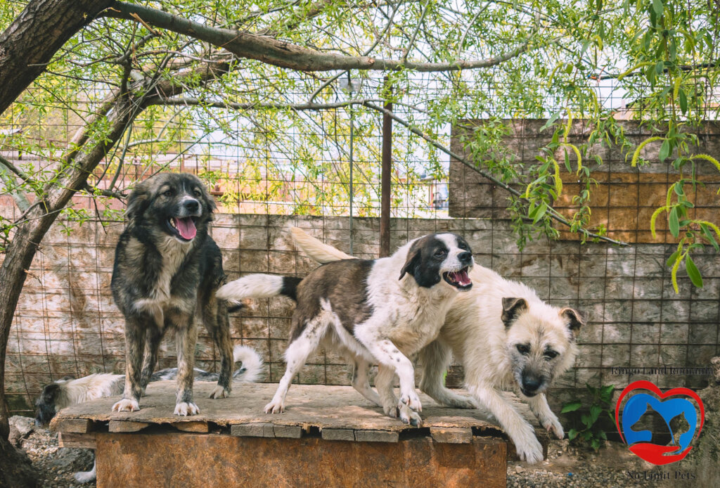 Rehabilitate 254 Traumatized Dogs for Adoption