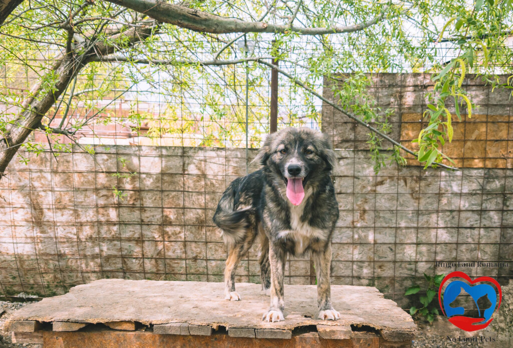 Rehabilitate 254 Traumatized Dogs for Adoption