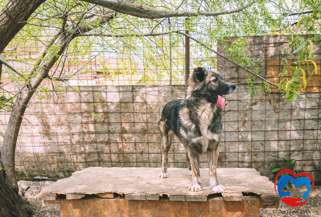 Rehabilitate 254 Traumatized Dogs for Adoption