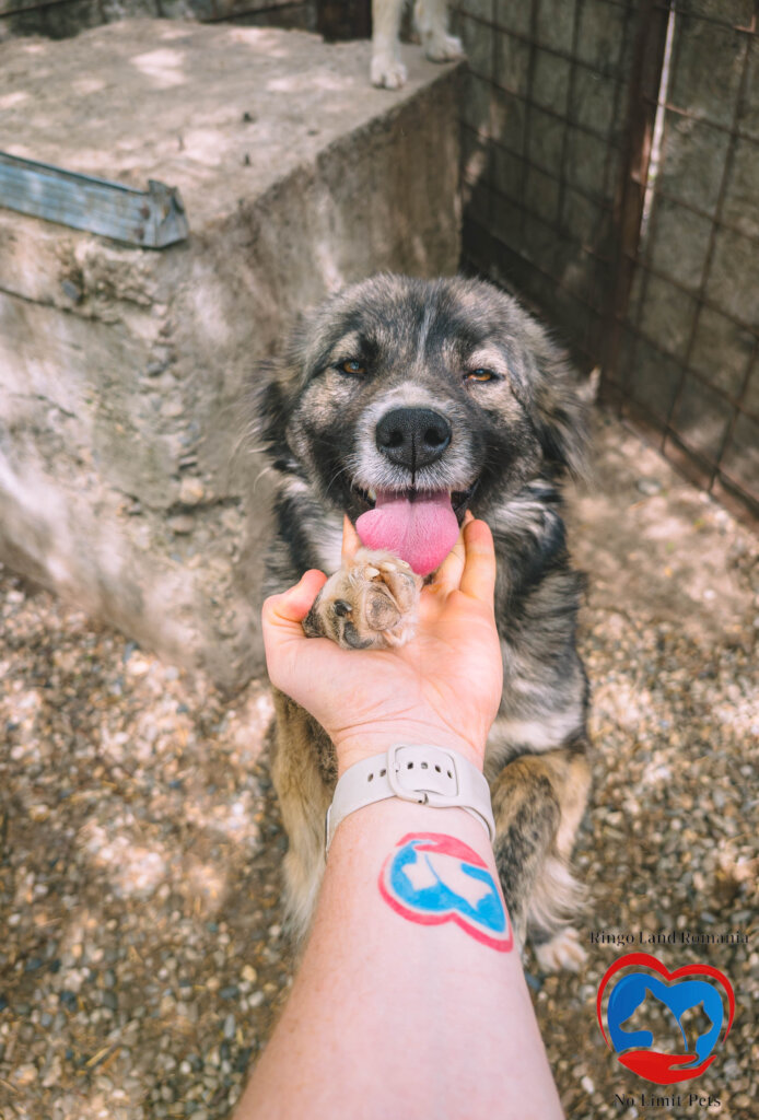 Rehabilitate 254 Traumatized Dogs for Adoption