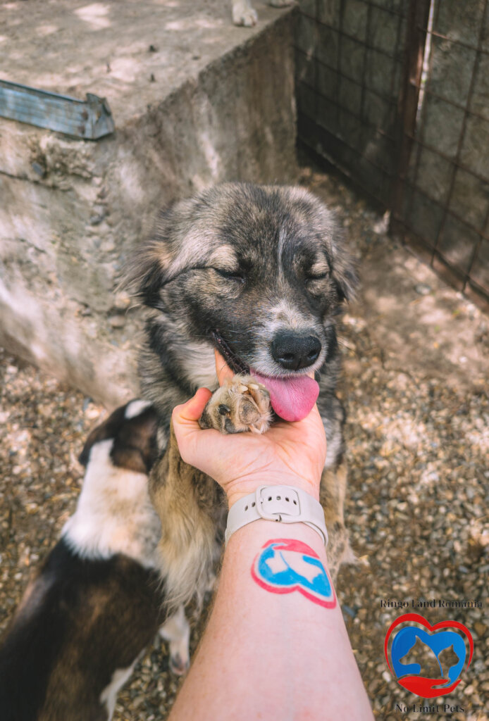 Rehabilitate 254 Traumatized Dogs for Adoption