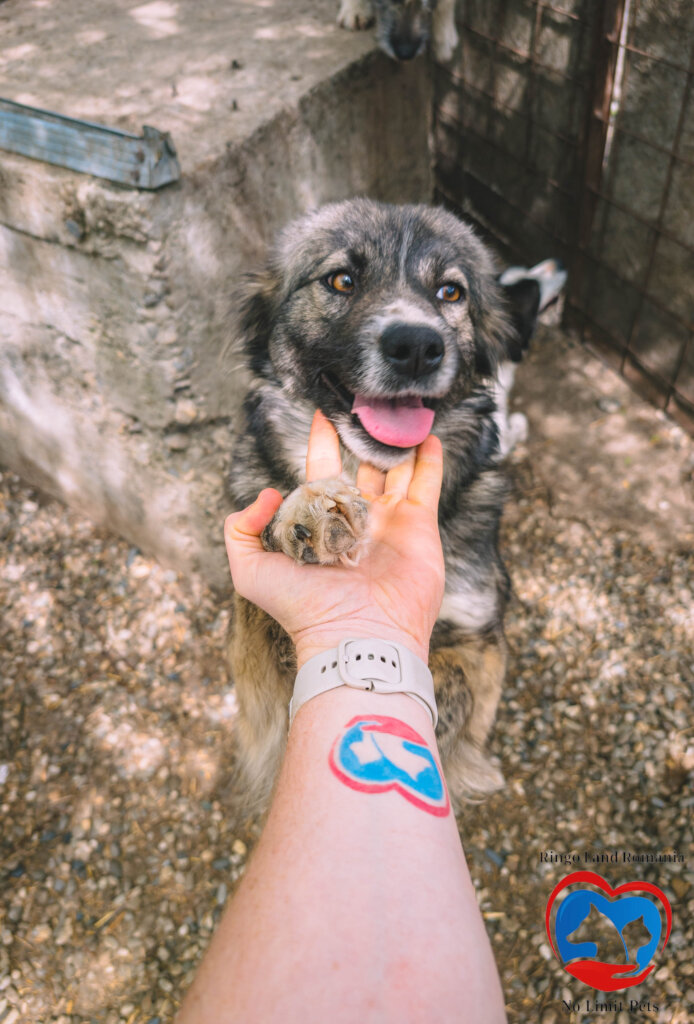 Rehabilitate 254 Traumatized Dogs for Adoption