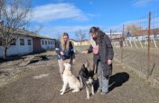 Rehabilitate 254 Traumatized Dogs for Adoption