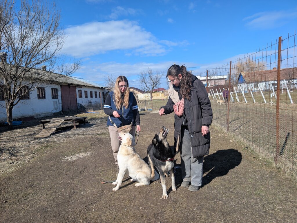 Rehabilitate 254 Traumatized Dogs in Romania