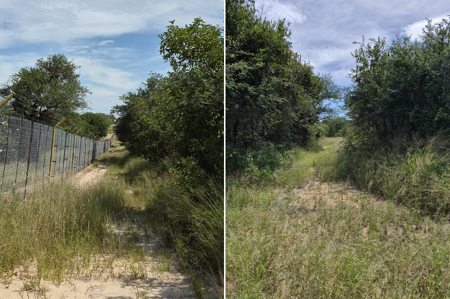 Reviving for Rewilding