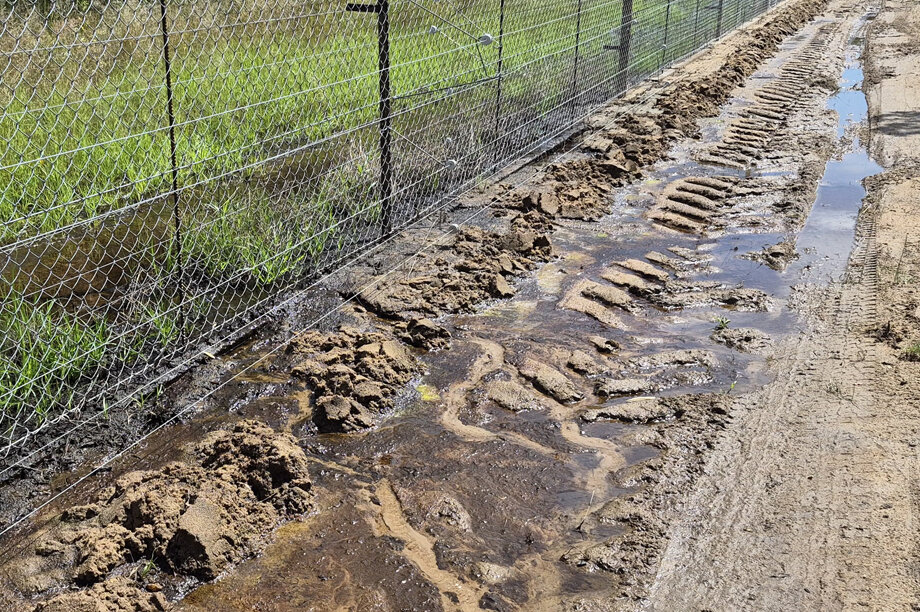 Reviving for Rewilding