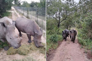 What it looked like previously