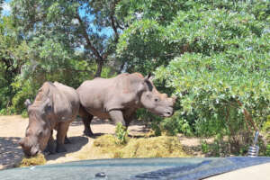 Reviving for Rewilding