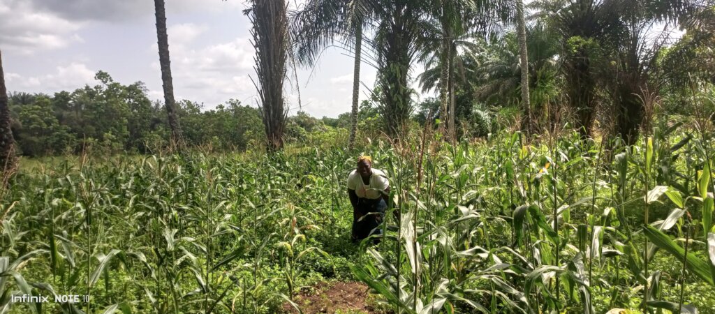 She grows campaign!! (Rural communities, Freetown)
