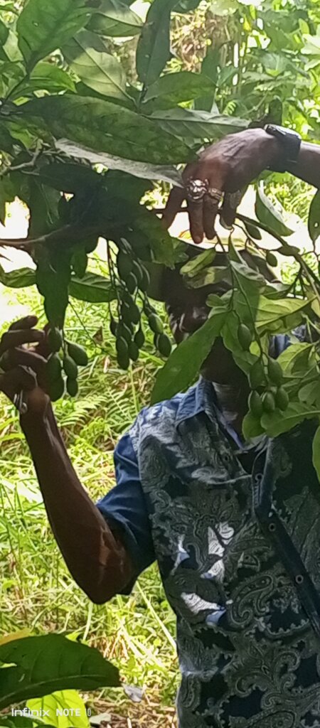 She grows campaign!! (Rural communities, Freetown)