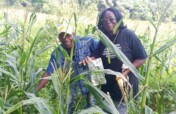 She grows campaign!! (Rural communities, Freetown)