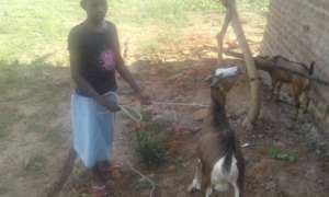 Angella taking her she-goat for feeding