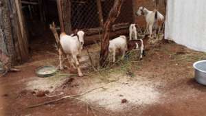 PROJECT GOATS