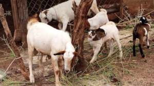 PROJECT GOATS