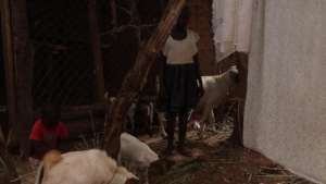 SHARON FEEDS HER GOAT