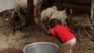 PROJECT GOATS