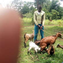 ORPHAN WITH HIS GOATS