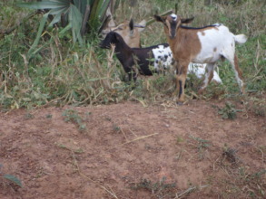 A BREADER GOAT WITH ITS TWIN SHE AND HE GOAT