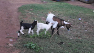 A BREADER GOAT WITH ITS TWIN SHE GOATS