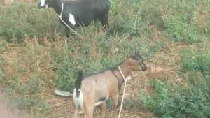 A BENEFICIARY SHE GOAT