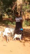 A BREADER GOAT DELIVERED FOUR