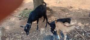 Success of the project