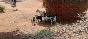 SUCCESS OF THE PROJECT,  GOAT GAVE BIRTH TO  KIDS