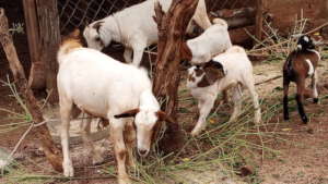 BREADER GOATS DELIVERED TRIPLETS