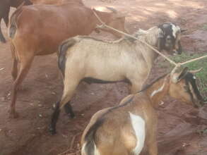 JOHN AND HIS GOATS