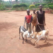 ORPHANS WITH GOATS