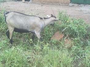 DISTRIBUTEED GOATS IN THE QUARTER