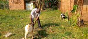TREATING GOATS OF CHILD HEADED HOUSEHOLDS