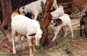 Support 320 orphans with goats in Uganda