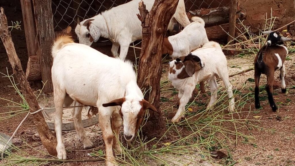 Support 320 orphans with goats in Uganda