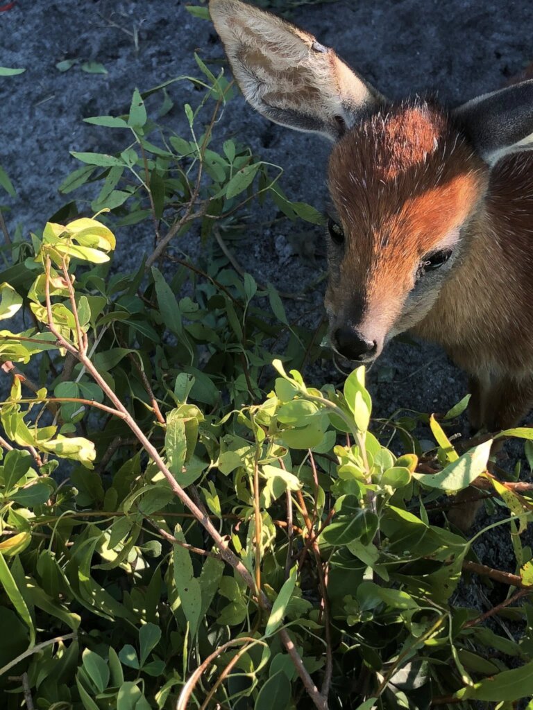 Cape Grysbok