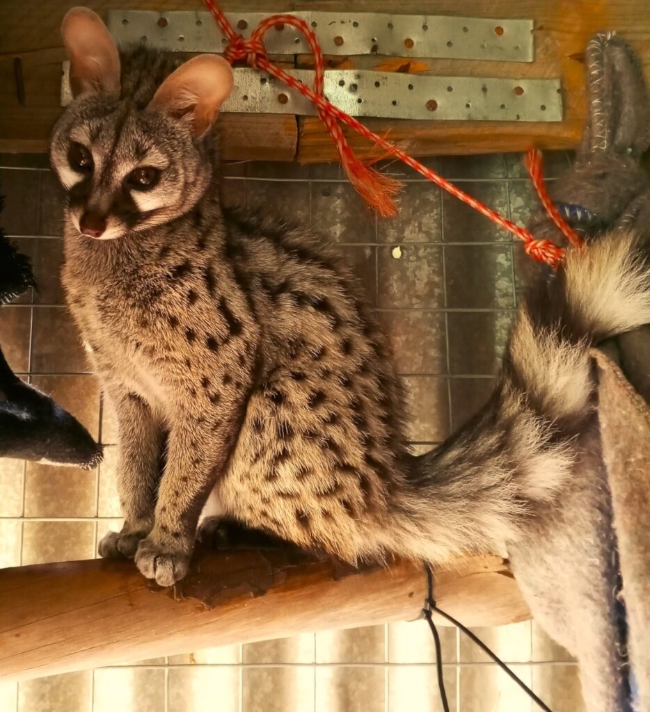 Genet all grown up and ready for release