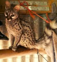 Genet all grown up and ready for release
