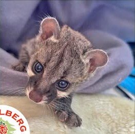Baby Genet