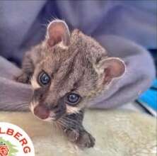 Baby Genet
