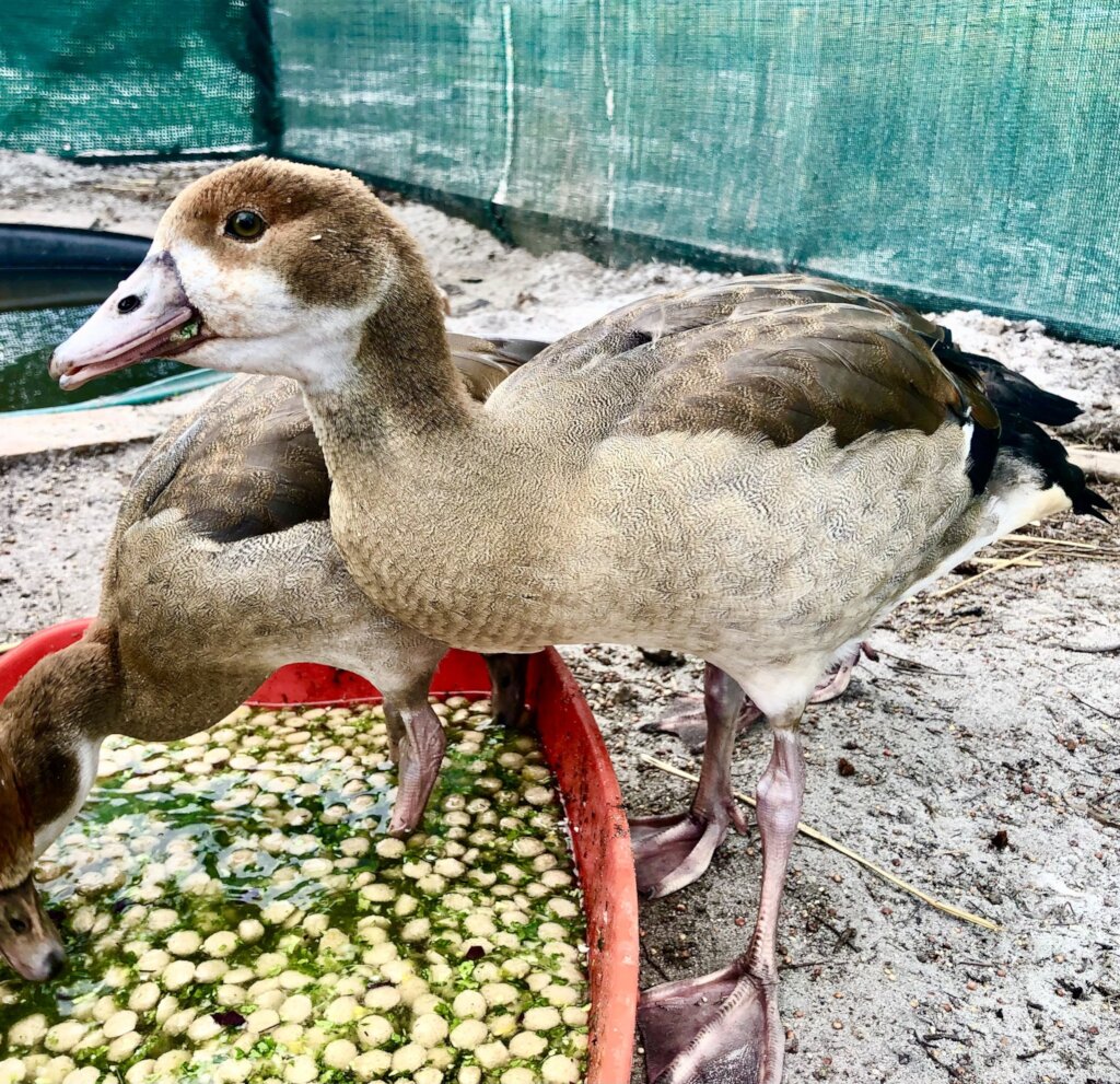 Nourish Nature's Needy in the Western Cape
