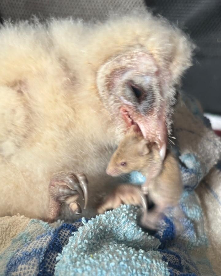 Nourish Nature's Needy in the Western Cape