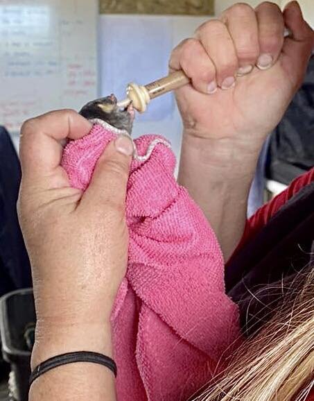 Nourish Nature's Needy in the Western Cape