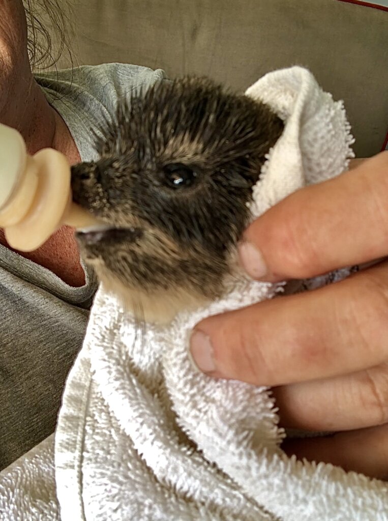 Nourish Nature's Needy in the Western Cape