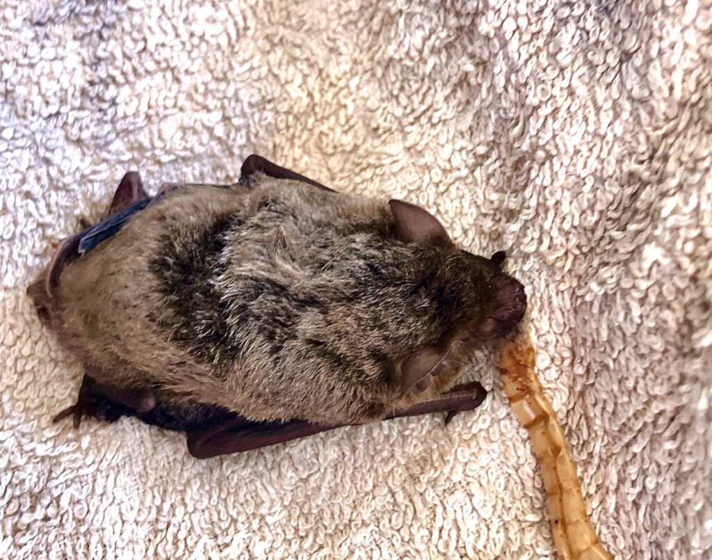 Nourish Nature's Needy in the Western Cape