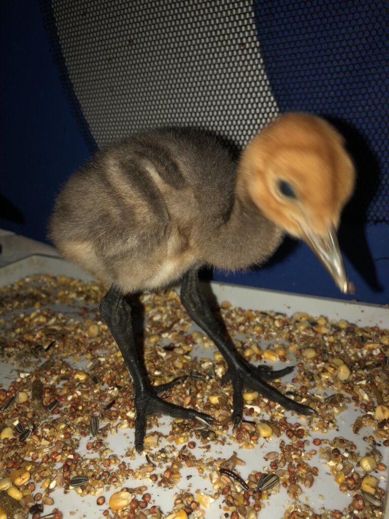 Nourish Nature's Needy in the Western Cape