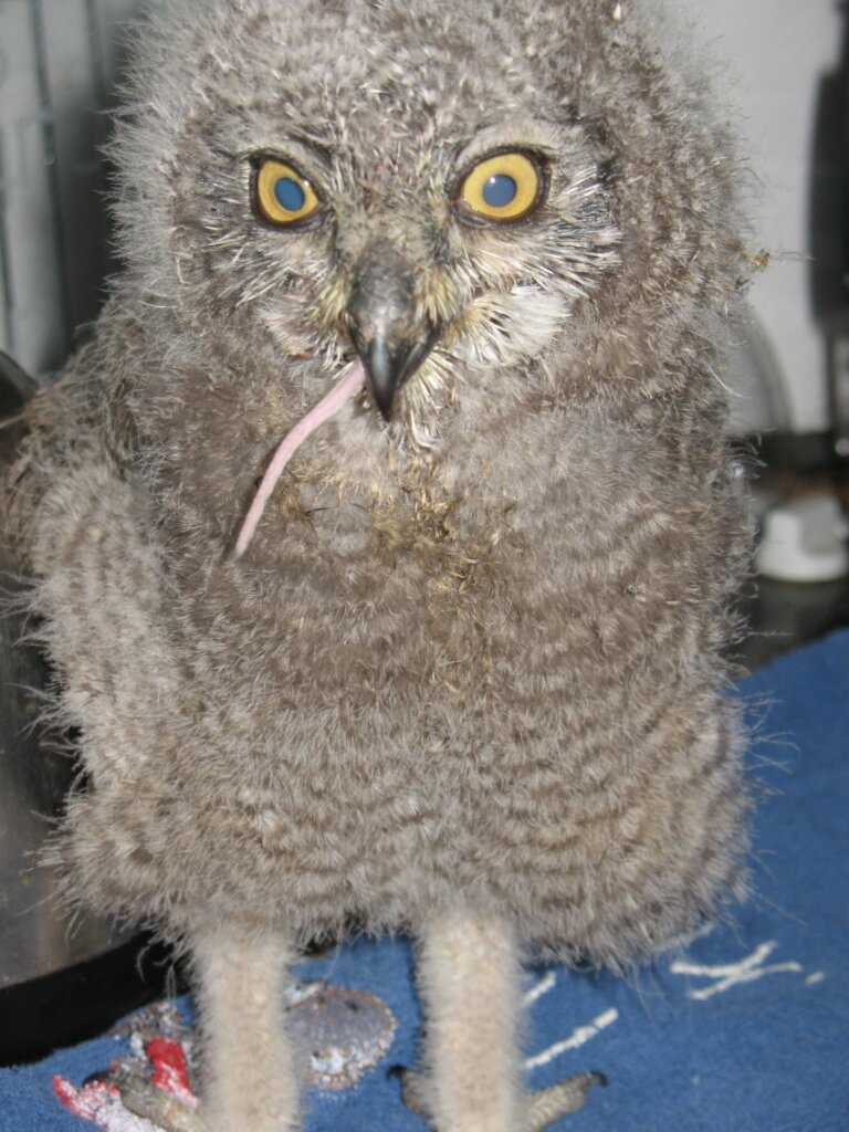 Nourish Nature's Needy in the Western Cape