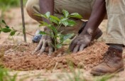 Plant 50,000 Trees in Northern Nigeria