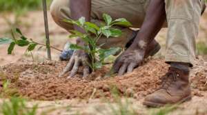 Plant 50,000 Trees in Northern Nigeria